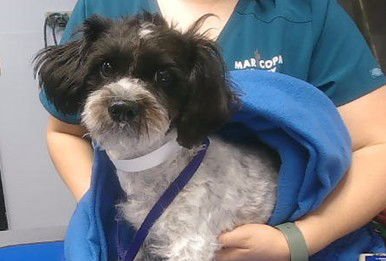 SCRIBBLES - Poodle (Miniature) available for adoption