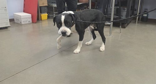 ICHABOD - American Pit Bull Terrier available for adoption