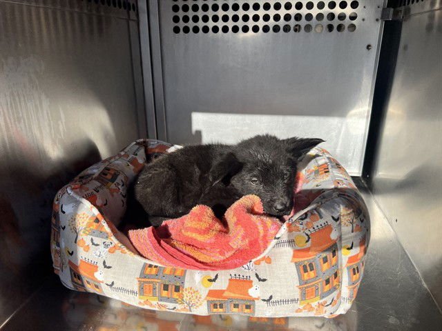 TUCKER - Chow Chow available for adoption