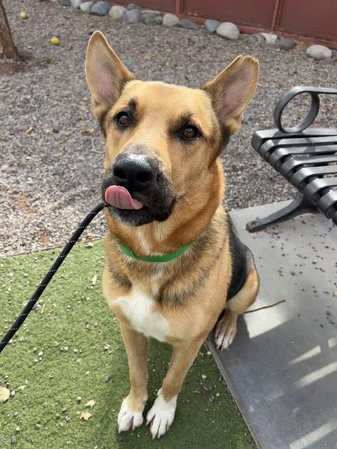 BOSTON - German Shepherd Dog available for adoption