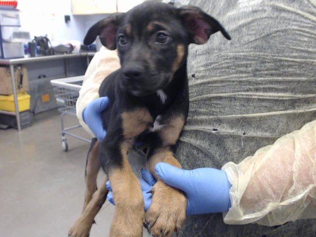 PEPPERMINT - German Shepherd Dog / Labrador Retriever available for adoption