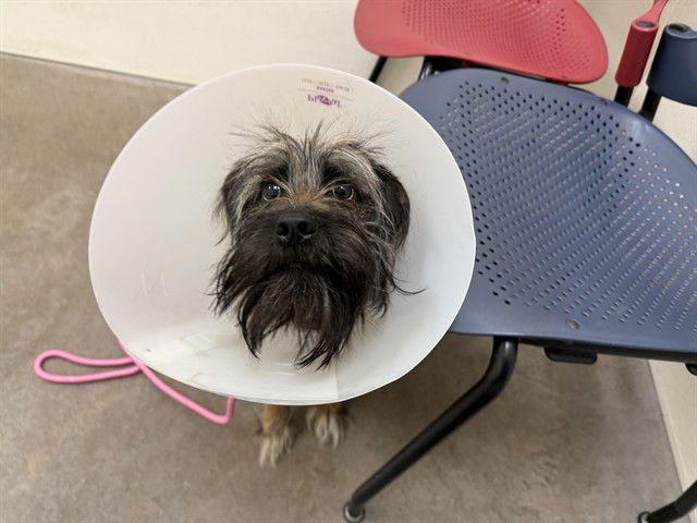 SULLY - Australian Terrier available for adoption