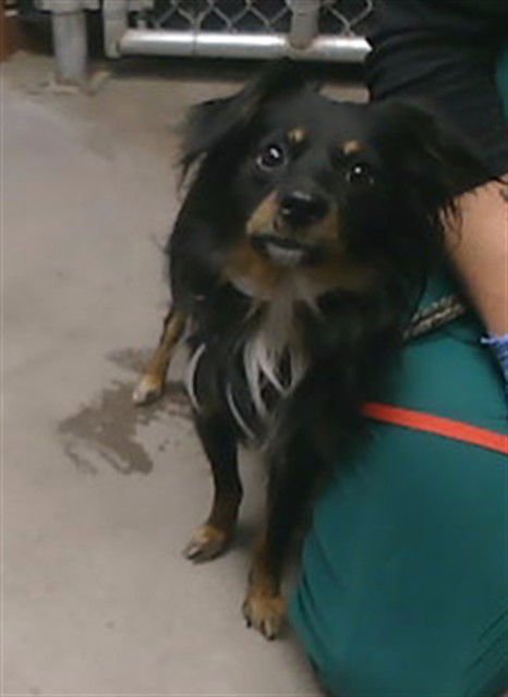 VALLEY - Dachshund / Chihuahua available for adoption