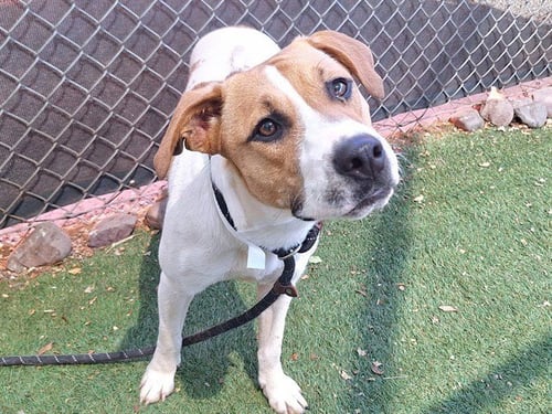 PRIM - Labrador Retriever available for adoption