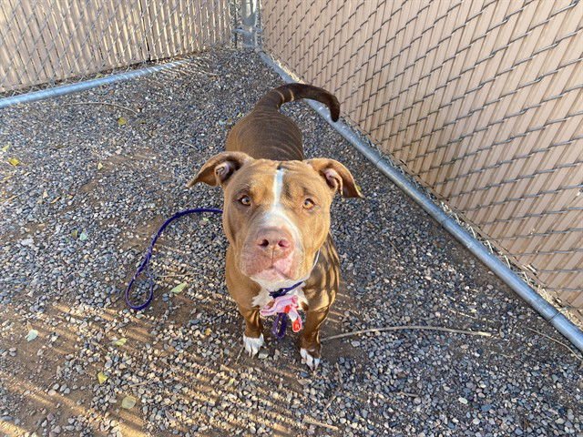 JASMINE - American Pit Bull Terrier available for adoption