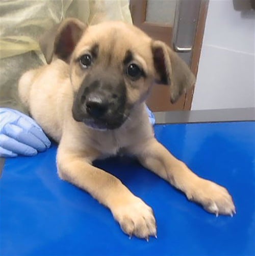 JOEY - Black Mouth Cur available for adoption