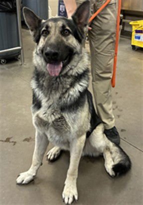 BANDIT - German Shepherd Dog available for adoption