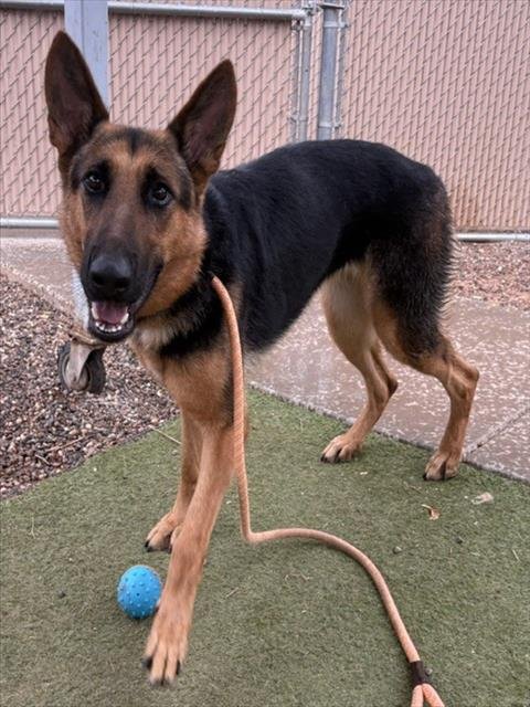 MAYA - German Shepherd Dog available for adoption