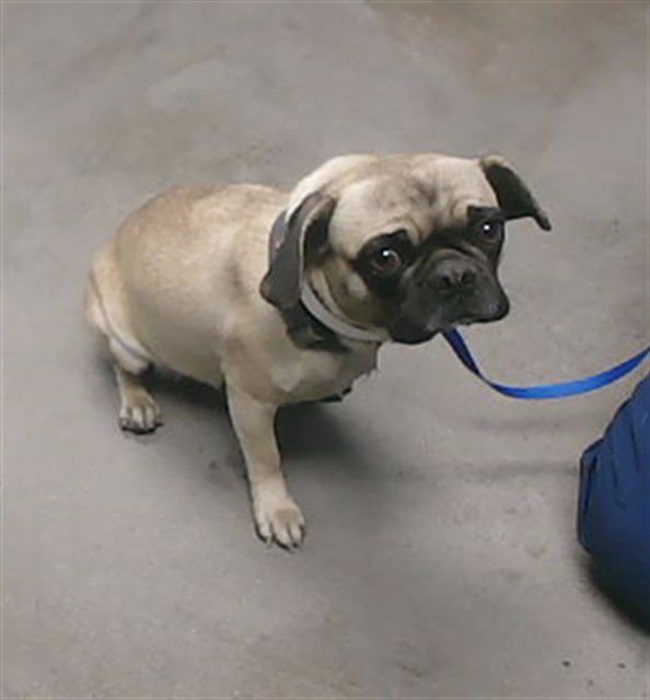 SEDONA - Pug available for adoption