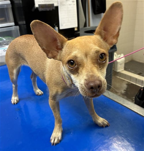 CARAMEL - Chihuahua available for adoption