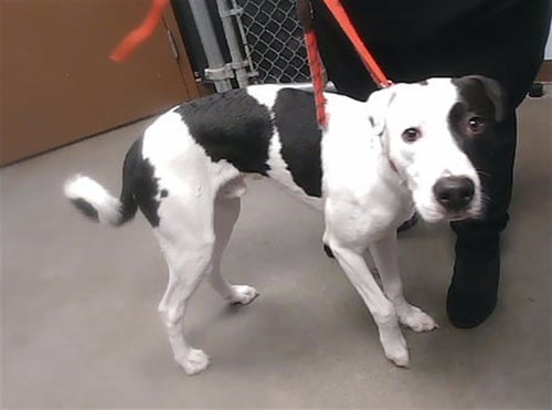 JUNIOR - Labrador Retriever available for adoption