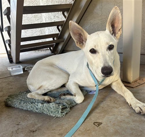 BRANDY - Carolina Dog / German Shepherd Dog available for adoption