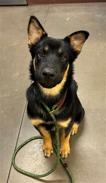 SAILOR - German Shepherd Dog available for adoption