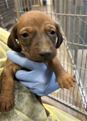 SARABI - Dachshund / Doberman Pinscher available for adoption