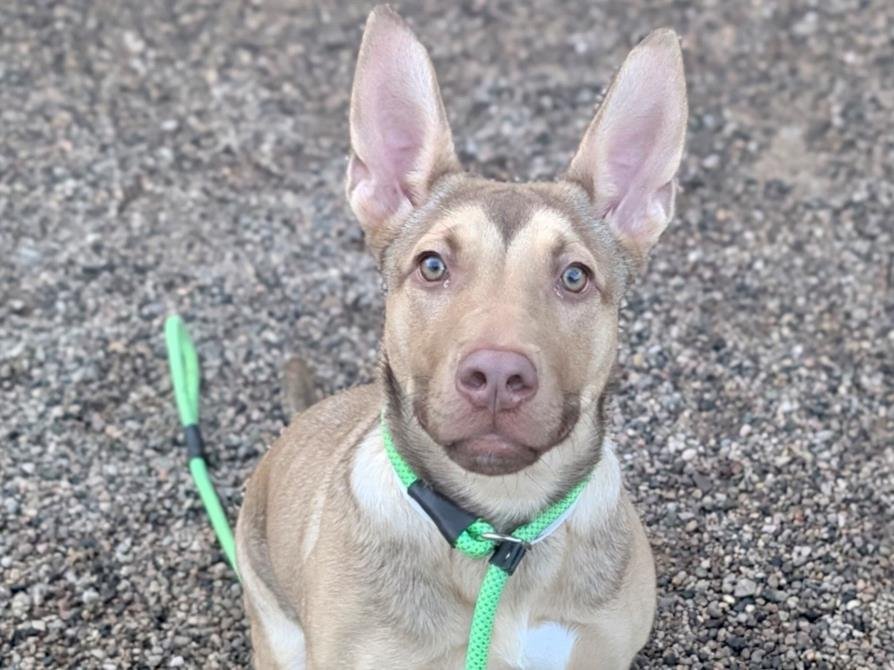 PLATI - American Pit Bull Terrier available for adoption