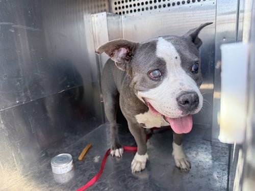 GERTIE - American Pit Bull Terrier available for adoption