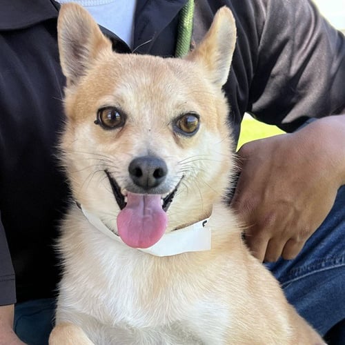 PUP CUP - Chihuahua available for adoption