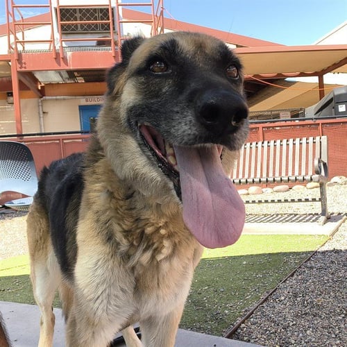 CHEYENNE - German Shepherd Dog available for adoption