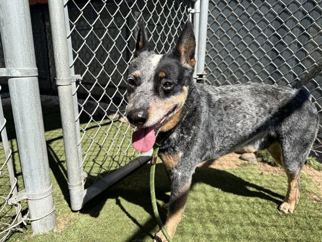 WOODSTOCK - Australian Cattle Dog/Blue Heeler available for adoption