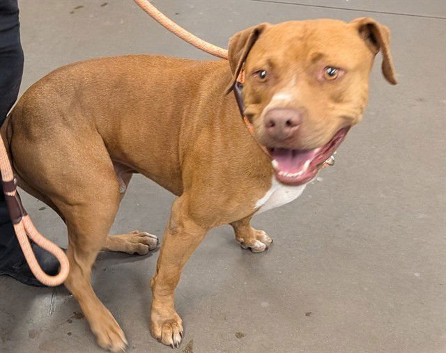 CAMARO - American Pit Bull Terrier available for adoption