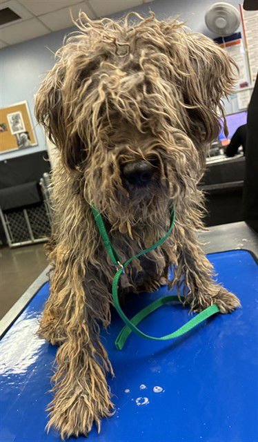 YAVAPAI - Poodle (Miniature) available for adoption