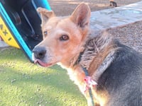 ARCHIBALD - Photo 1