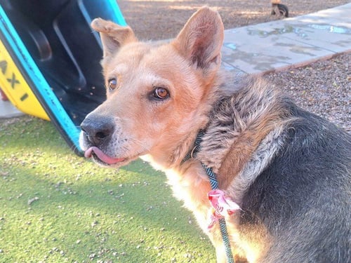 ARCHIBALD - German Shepherd Dog available for adoption