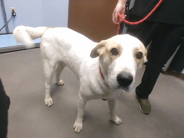 MOUNTAIN - Anatolian Shepherd available for adoption