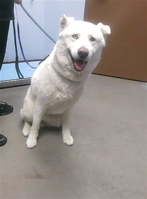 SNOW - Siberian Husky available for adoption