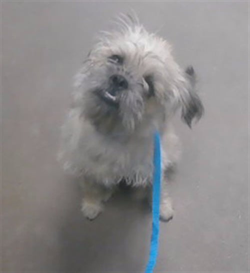 SUN - Shih Tzu available for adoption