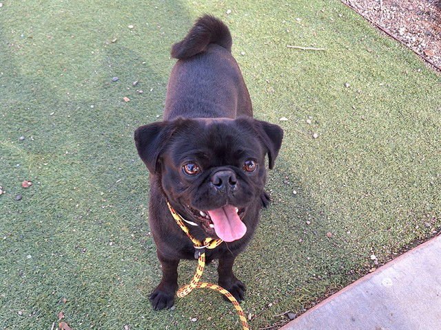 PUGLAS - Pug available for adoption