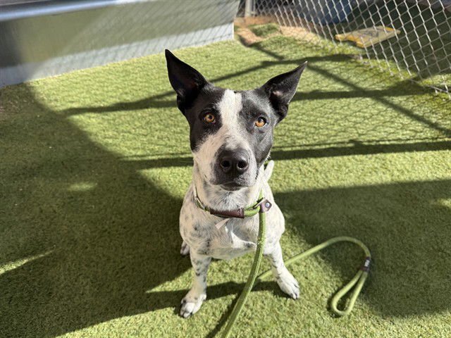 SUNNY - Australian Cattle Dog/Blue Heeler / American Pit Bull Terrier available for adoption