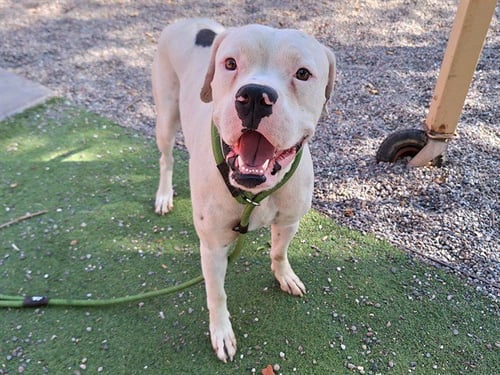 NOODLES - Boxer available for adoption