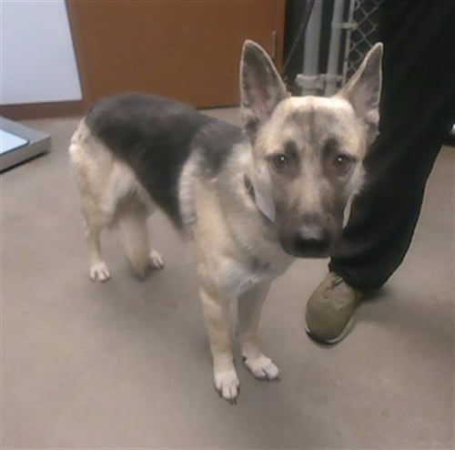 SUGAR CUBE - German Shepherd Dog available for adoption