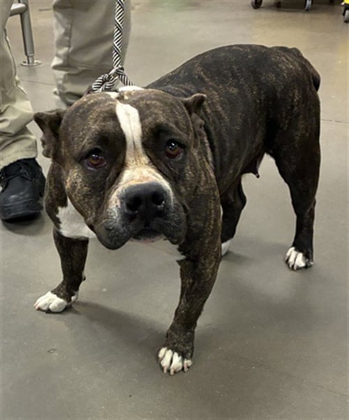 SAPPHIRE - American Bulldog available for adoption