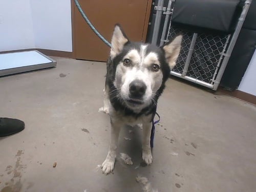 ALASKA - Siberian Husky available for adoption