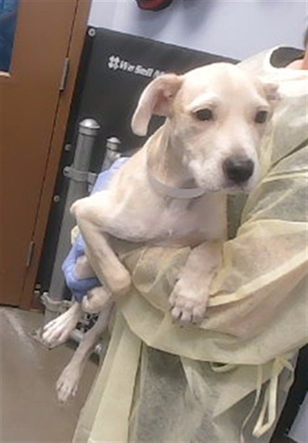 NEMO - Australian Cattle Dog/Blue Heeler available for adoption