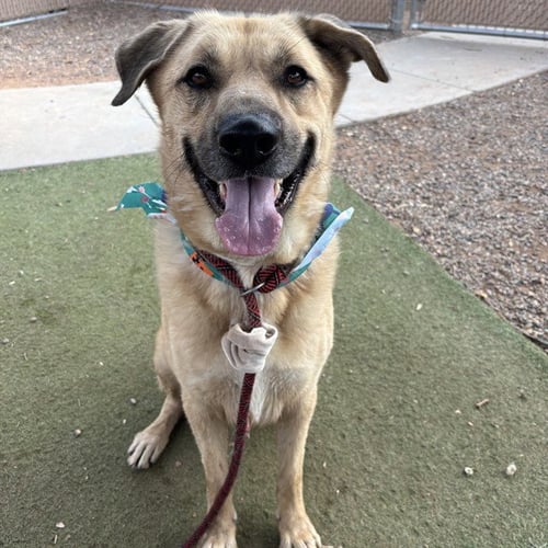 TOBY - German Shepherd Dog available for adoption
