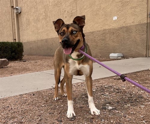LUNE - American Pit Bull Terrier / Siberian Husky available for adoption