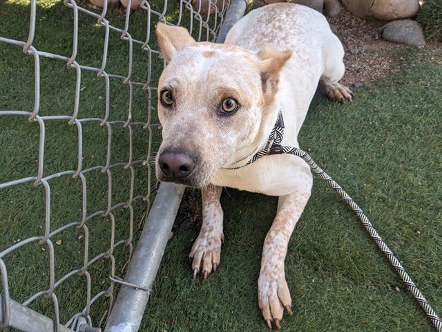 PRONTO - Queensland Heeler available for adoption