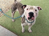 COBRA BUBBLES - Photo 1