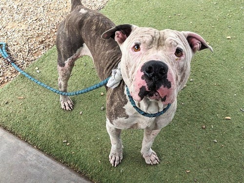 COBRA BUBBLES - American Pit Bull Terrier available for adoption