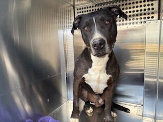 SPARKS - American Pit Bull Terrier available for adoption