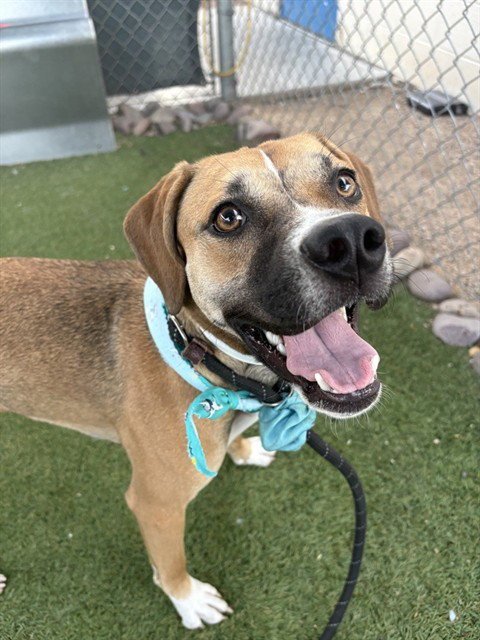 CLOVE - Beagle available for adoption