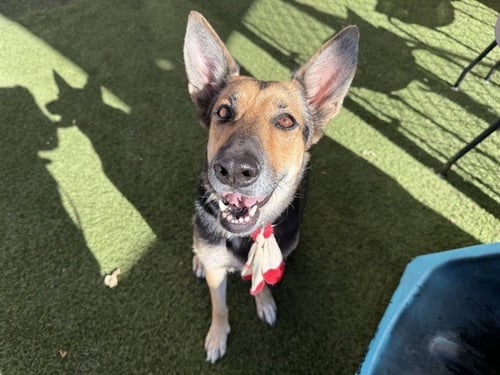 LUNA - German Shepherd Dog available for adoption