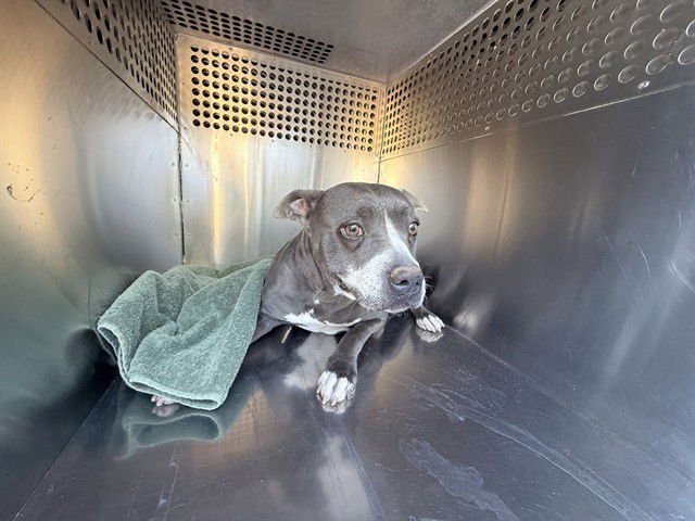 ESMERALDA - Staffordshire Bull Terrier available for adoption