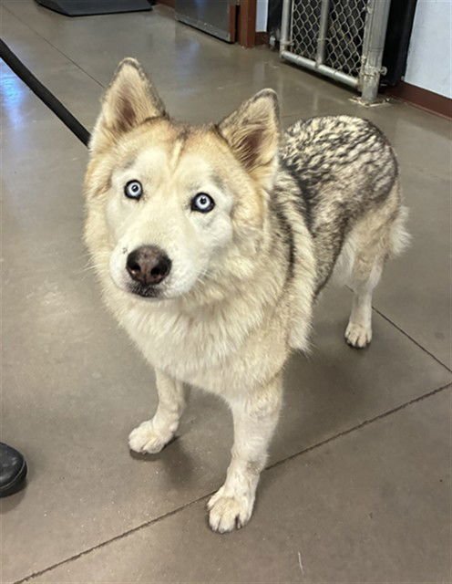 BETTY - Alaskan Malamute available for adoption