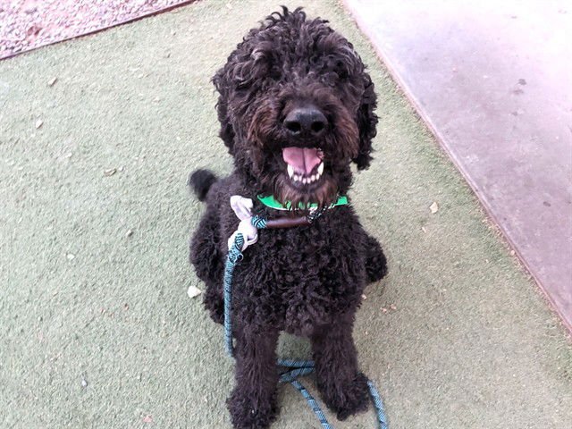 KANUT - Poodle (Standard) available for adoption
