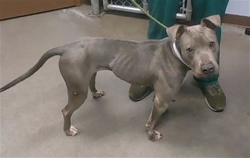 LUNA - American Pit Bull Terrier available for adoption