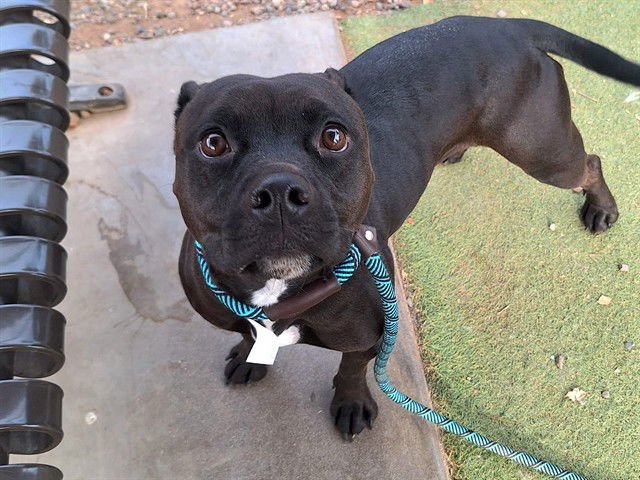 PINECONE - American Pit Bull Terrier available for adoption